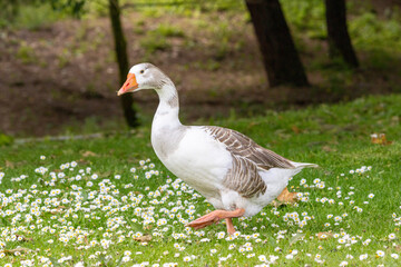 Goose walking on grass field with daisies in parque da paz, almada