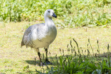 Upland Goose Walking Grass Parque