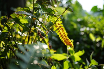 yellow flowers in the forest