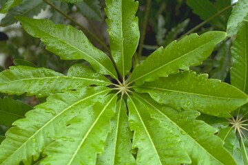 Plerandra elegantissima (Dizygotheca elegantissima) - False Aralia
