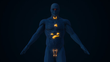 Male Endocrine Glands Controlling Hormone Secretion