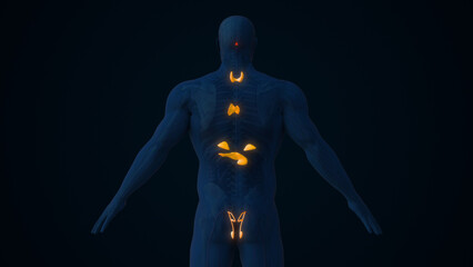 Male Endocrine Glands Controlling Hormone Secretion
