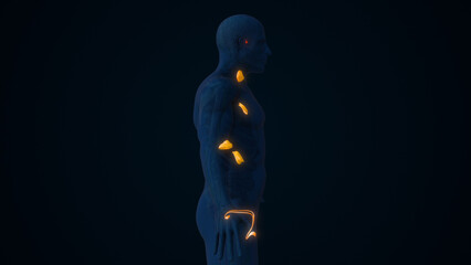 Male Endocrine Glands Controlling Hormone Secretion
