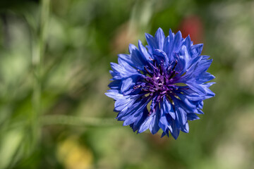 blue and white flower