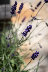 bunch of lavender
