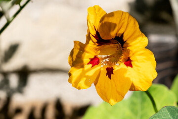 yellow flower in the garden