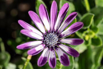 purple flower closeup