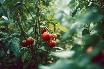 Ripe tomatoes growing on a vine surrounded by green leaves in a garden setting