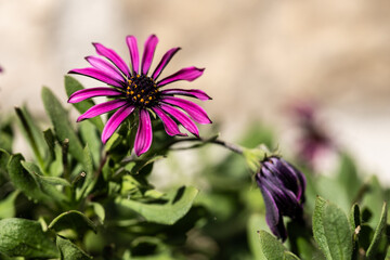 purple flowers in the garden