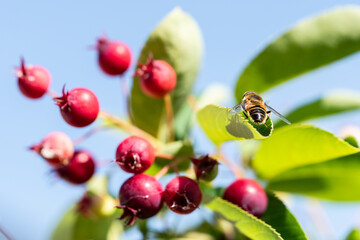 ladybug on flower