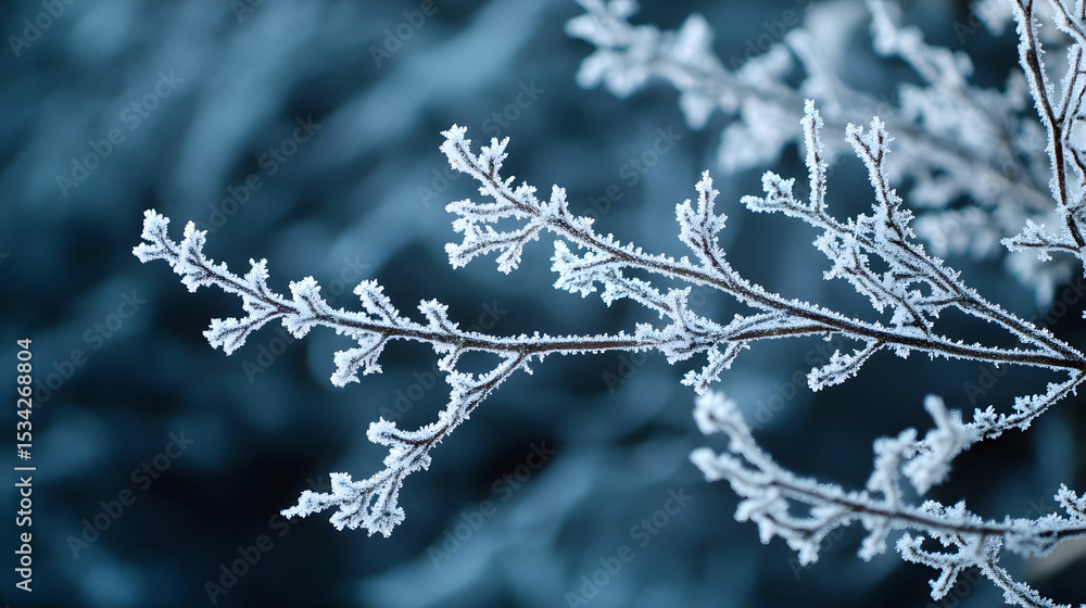 Poster frost-covered branches create a delicate pattern against a dark background during winter.