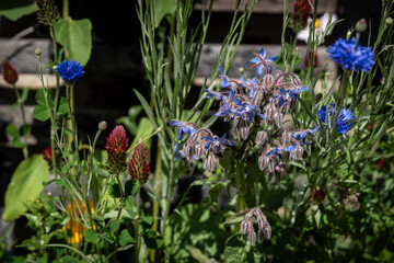 purple and yellow flowers