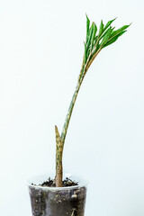 Amorphophallus seedling growing in simple plastic container with soil, speckled stem , fresh green foliage tropical plant care, young exotic plant, educational, scientific, or horticultural content