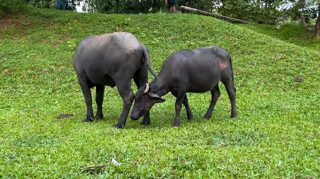 Two large, dark water buffaloes, likely Murrah or Carabao, interacting on a vibrant green grassy field