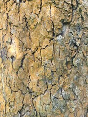 bark of a tree