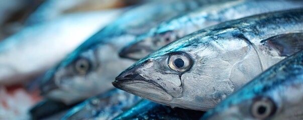Gill detail showing lowfat fish export close up, focus on, copy space clean crisp view Double exposure silhouette with healthy export gill