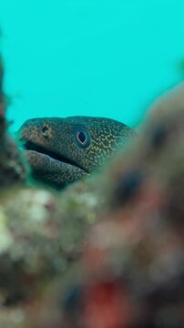 Large giant moray eel, gymnothorax javanicus, underwater at the bottom of the sea. A close-up of moray eel hiding in corals on rocky seabed in tropical sea by hard coral reef