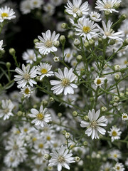 A close-up on a beautiful blooming dwarf pink alpine aster with daisy-shaped flowers forming a low clump or hedge in autumn.