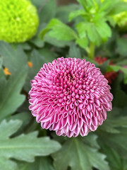 Colorful of Pom Pom Daisy in the garden.