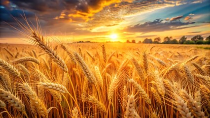 Obraz premium Spikelets of wheat in the sunlight. Yellow wheat field