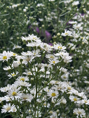 A close-up on a beautiful blooming dwarf pink alpine aster with daisy-shaped flowers forming a low clump or hedge in autumn.