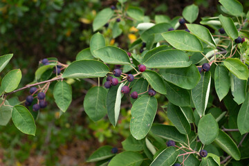 Amelanchier, alnifolia Saskatoon Berry