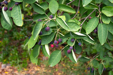 Amelanchier, alnifolia Saskatoon Berry