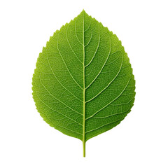 Bright Green Leaf with Detailed Veins and Texture Isolated on White Background for Nature and Botany Themes Transparent background or png