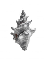 Obraz premium Elegant Conch Isolated on White