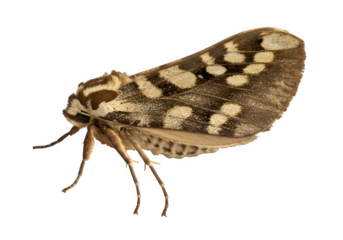 Detailed close-up of a moth showcasing its textured wings and antennae, isolated on white or transparent background. PNG, Ideal for nature or science visuals.