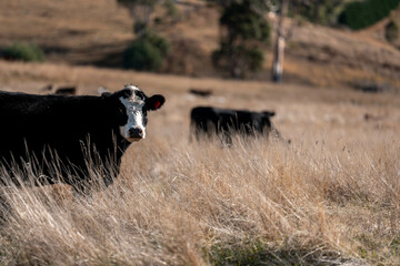 beautiful cattle in Australia  eating grass, grazing on pasture. Herd of cows free range beef being...