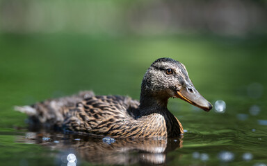 Close-up of young mallard duck swiming on the pond