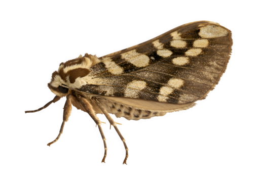 Detailed close-up of a moth showcasing its textured wings and antennae, isolated on white or transparent background. PNG, Ideal for nature or science visuals.