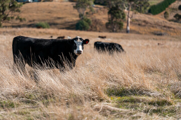 beautiful cattle in Australia  eating grass, grazing on pasture. Herd of cows free range beef being...