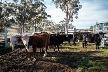 beautiful cattle in Australia  eating grass, grazing on pasture. Herd of cows free range beef being...