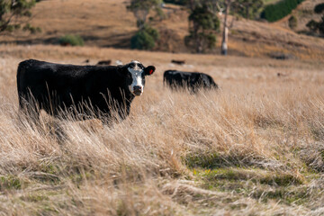 beautiful cattle in Australia  eating grass, grazing on pasture. Herd of cows free range beef being regenerative raised on an agricultural farm. Sustainable farming  in summer