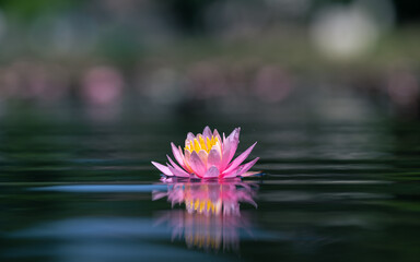 Lotus flower or Water lily on the pond with water ripple and reflection.