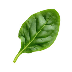 Fototapeta premium Bright Green Spinach Leaf on White Backdrop