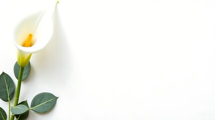 Minimal ivory canvas background with floral accents on the left, soft shadows, and a clean center for text or branding.