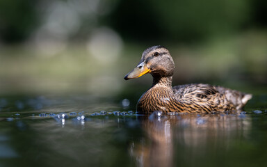 Close-up of young mallard duck swiming on the pond