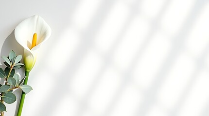 Minimal ivory canvas background with floral accents on the left, soft shadows, and a clean center for text or branding.