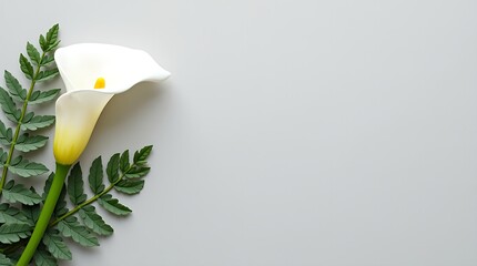 Minimal ivory canvas background with floral accents on the left, soft shadows, and a clean center for text or branding.