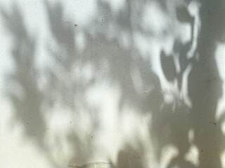 Soft, tree shadow falls on the wall.
