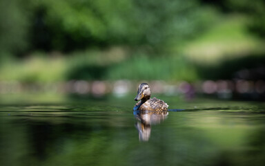 Young mallard duck swiming on the pond