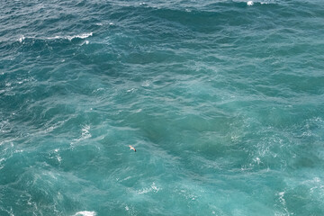 A single seagull glides above textured turquoise waves of the Atlantic Ocean. The shot is taken from above, capturing movement and open sea from a high viewpoint