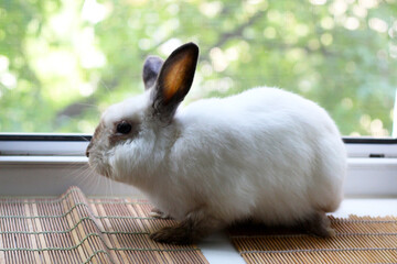 Gray decorative rabbit, domestic animal.