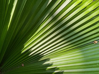 Close-up of a palm frond with a geometry lines.