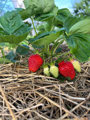 Ripening strawberries growing in straw mulch under leafy greens—perfect for organic gardening visuals, crop growth guides, or eco-farming promotions.
