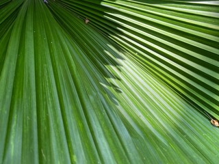 Obraz premium Close-up of a palm frond with a geometry lines.