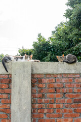 A stray cat roams freely through the nostalgic alleyways of a Taiwanese military dependents’ village, weaving between aged brick houses and vintage tiled walls. The scene blends the quiet resilience o